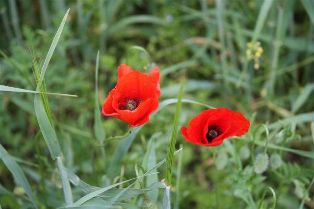 Poppies in bloom