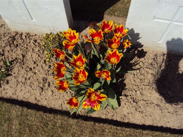 Closeup of graveside tulips