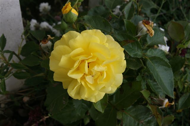 Yellow rose in bloom